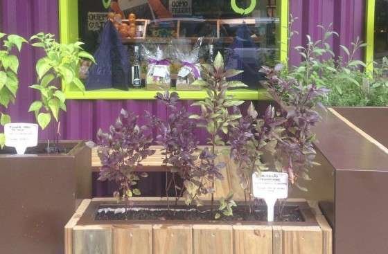 Em frente &agrave; loja, h&aacute; uma horta org&acirc;nica com v&aacute;rios temperos  Este trecho &eacute; parte de conte&uacute;do que pode ser compartilhado utilizando o link http://www.valor.com.br/cultura/blue-chip/4412170/emporio-de-organicos-com-controle-de-origem ou as ferramentas oferecidas na p&aacute;gina.  Textos, fotos, artes e v&iacute;deos do Valor est&atilde;o protegidos pela legisla&ccedil;&atilde;o brasileira sobre direito autoral. N&atilde;o reproduza o conte&uacute;do do jornal em qualquer meio de comunica&ccedil;&atilde;o, eletr&ocirc;nico ou impresso, sem autoriza&ccedil;&atilde;o do Valor (falecom@valor.com.br). Essas regras t&ecirc;m como objetivo proteger o investimento que o Valor faz na qualidade de seu jornalismo.