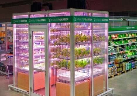 Supermercado colhe verduras plantadas na própria loja