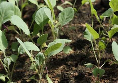 SNA terá participação no I Seminário de Agroecologia de Mangaratiba (RJ)