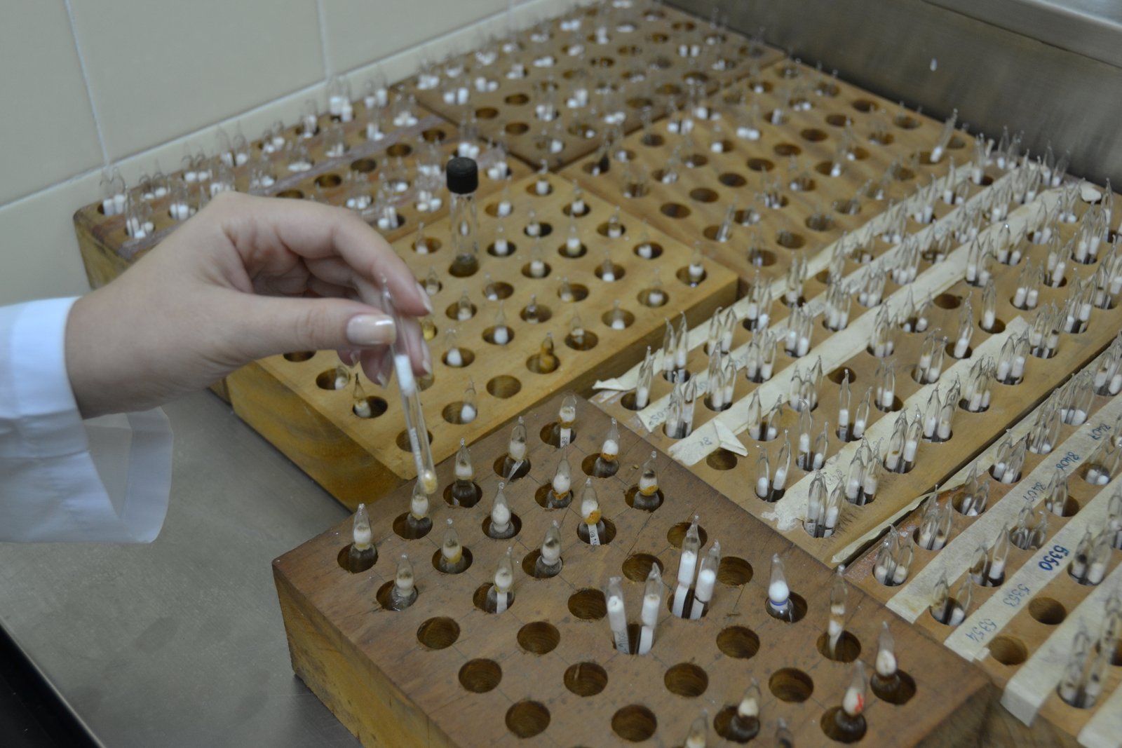 foto: Gustavo Portion