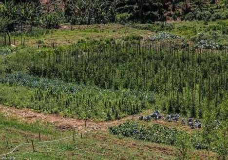 Tecnologias agropecuárias apropriadas para a transição agroecológica na agricultura familiar