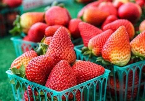 Agricultores orgânicos criam técnica sustentável e eficiente para plantio de morango