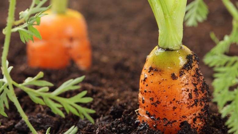 cenoura_organica_plantacao_usda