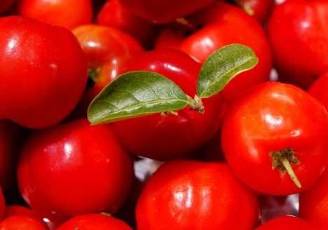 CE – Cresce o cultivo de acerola orgânica para exportação