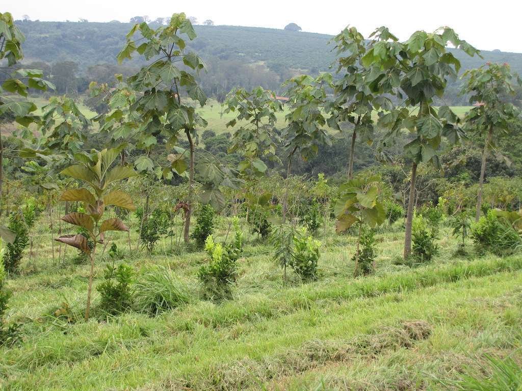fonte: Blog Fazenda da Toca