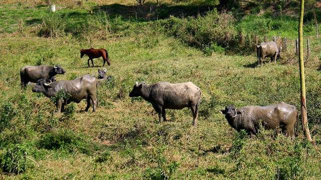 fazenda-allian&ccedil;a-agroecol&oacute;gica