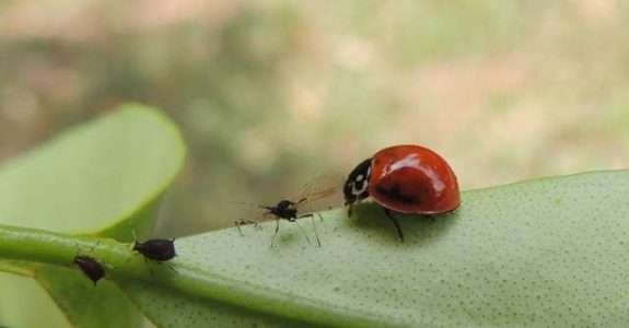 Aplicativo auxilia na identificação de inimigos naturais de pragas agrícolas