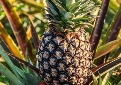 Sistema orgânico para produção de abacaxi: Embrapa