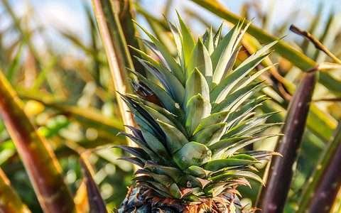 Abacaxi orgânico se destaca na série Sistemas de Produção Embrapa