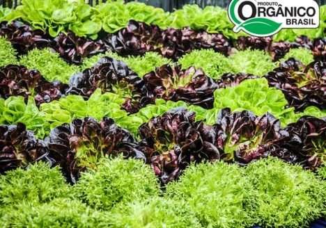 Briga bilionária opõe alimentos orgânicos e hidropônicos