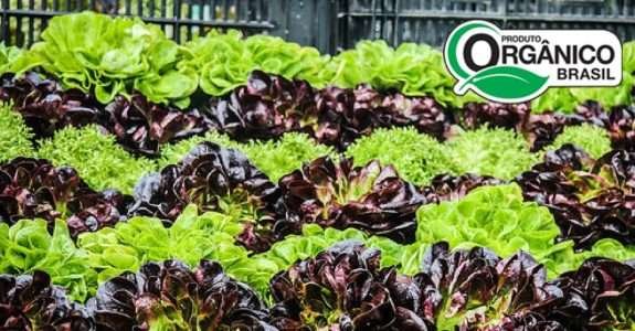 Briga bilionária opõe alimentos orgânicos e hidropônicos