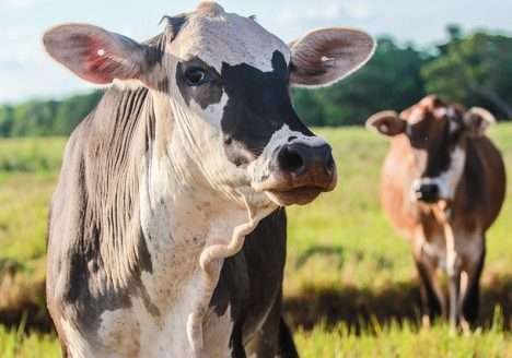 O aumento das vendas de carnes orgânicas nos Estados Unidos