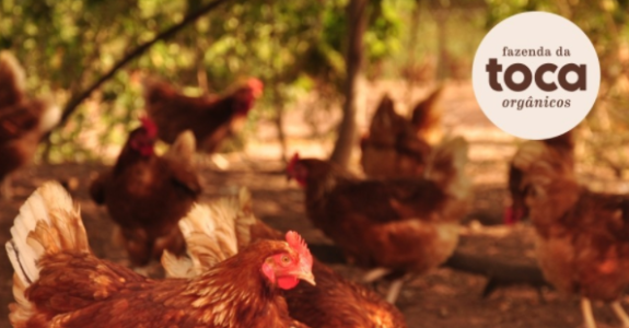 Fazenda no interior de SP produz orgânicos em larga escala