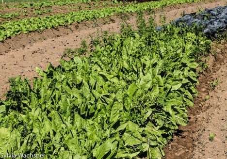 Oficial da FAO Brasil apresenta seminário sobre agricultura orgânica