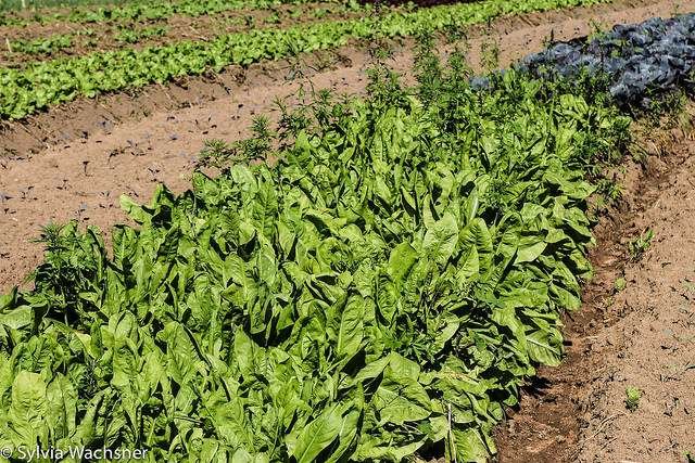 Agricultura org&acirc;nica no Sitio Catavento, em S&atilde;o Paulo. Foto: Sylvia Wachsner