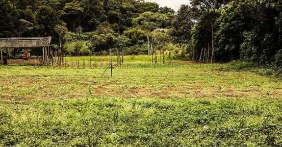 As certificações Rainforest Alliance e Beef on Track prometem impulsionar o agro brasileiro no mercado global
