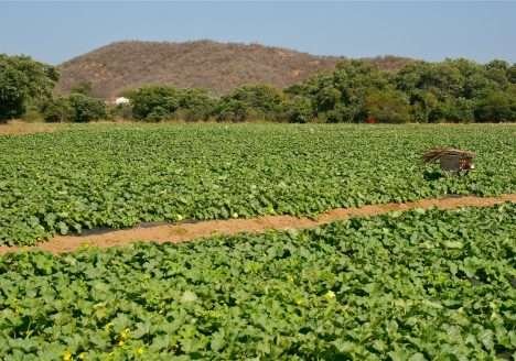 Oficinas em Manejo de Pastagem Ecológica