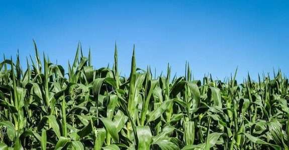 Como vencer ervas daninhas em milharais orgânicos