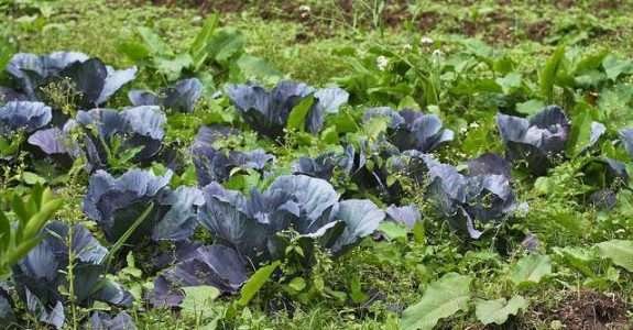 Angela Thompson conta a historia do Sítio do Moinho