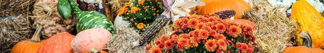 Boletim CI Orgânicos