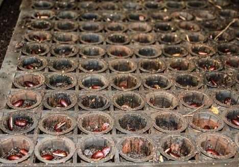 Ministério do Desenvolvimento Social e Combate à Fome lança edital para manejo de sementes