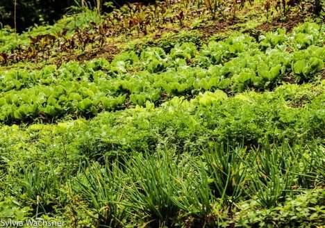 Agroecologia aponta alternativas e novos caminhos para os sistemas convencionais