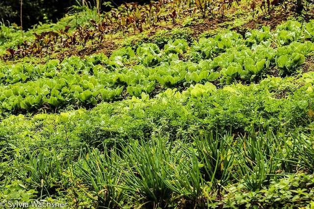 Agricultura familiar certificada pela ABIO (certificação participativa) em Teresópolis, Rio de Janeiro. Foto: Sylvia Wachsner