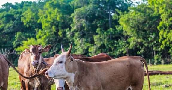 Pacto do Pantanal fortalece conservação e produção sustentável no MS