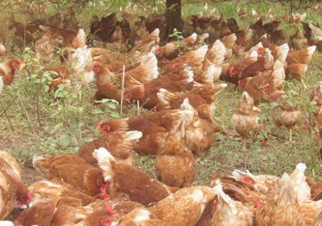 Sem gaiolas, fazenda aposta no bem-estar das aves e na produção de ovos orgânicos