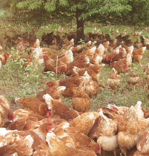 Foto: Reprodu&ccedil;&atilde;o/Instagram Fazenda da Toca (@tocaorganicos)