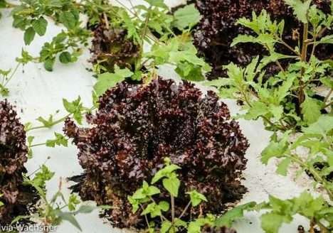 Seminário sobre alimentos sustentáveis será realizado em Itaipava