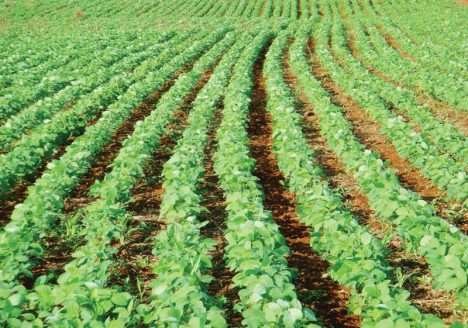 Produção de grãos orgânicos se destaca no Paraná