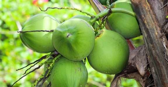 Coco brasileiro ganha mercado europeu graças a película biodegradável