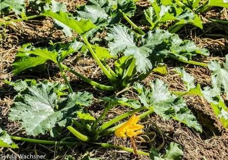 Especialista analisa o crescimento da agricultura orgânica