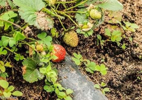 O setor público como alternativa de mercado para o agricultor familiar