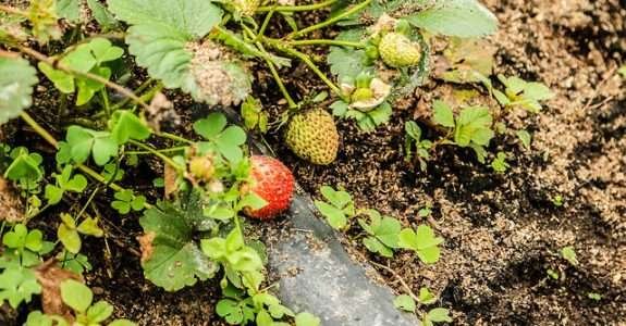 Santa Catarina produz 87% da demanda interna de orgânicos