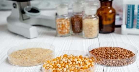 Especialistas divergem sobre os “benefícios” dos alimentos transgênicos