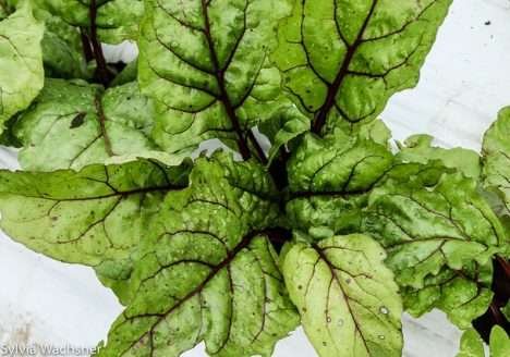 São Paulo implementa protocolo de transição para agroecologia