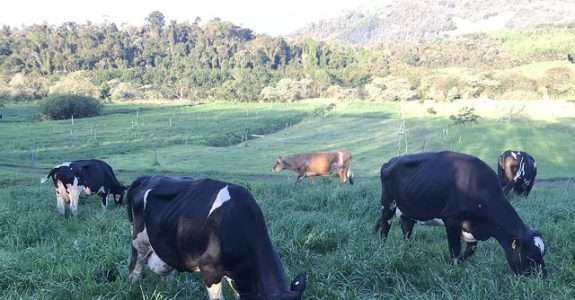 Técnicas simples são destaque em curso de leite orgânico