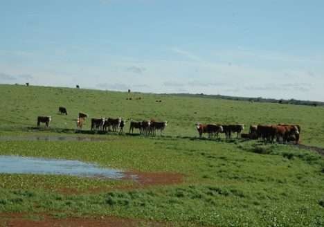 IBEM lança o Portal Animais Orgânicos