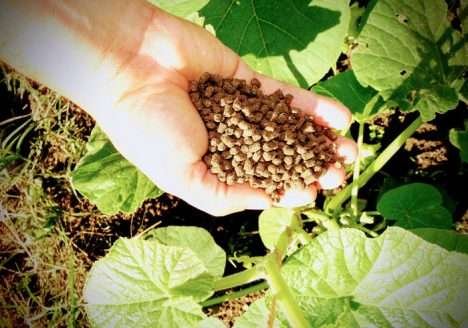 Fertilizante orgânico é desenvolvido a partir da biomassa de plantas