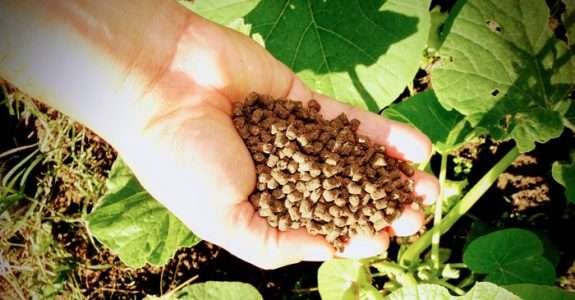 Fertilizante orgânico é desenvolvido a partir da biomassa de plantas