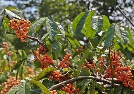 No Amazonas, produtores de guaraná adotarão práticas agrícolas mais sustentáveis