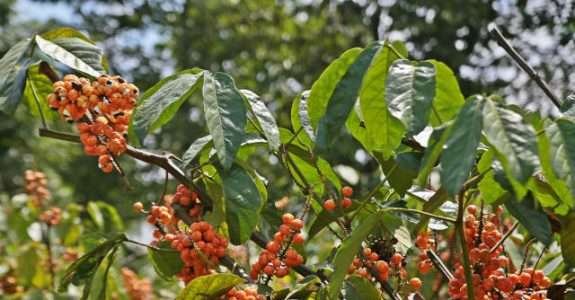 No Amazonas, produtores de guaraná adotarão práticas agrícolas mais sustentáveis