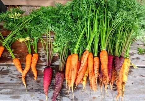 Variedades exóticas de legumes e hortaliças começam a entrar no cardápio do brasileiro