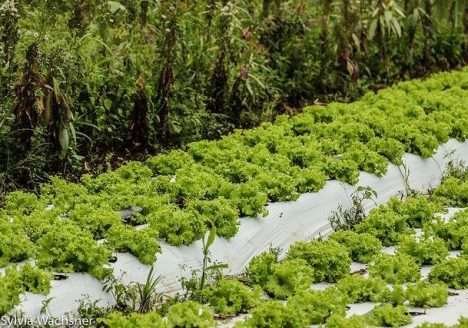 Diretor do IBD projeta o potencial e os desafios da agricultura orgânica