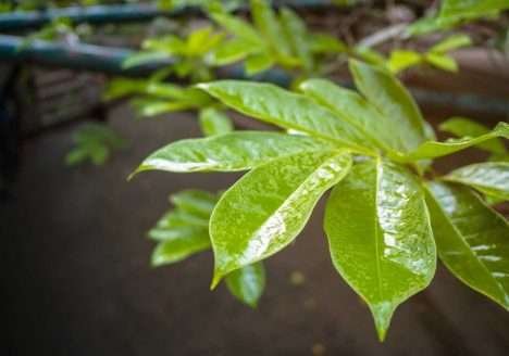 IBD aprova primeiro adjuvante sustentável para a agricultura orgânica