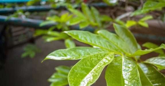 IBD aprova primeiro adjuvante sustentável para a agricultura orgânica