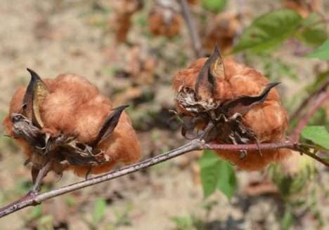 Experiência brasileira com algodão orgânico no Mercosul