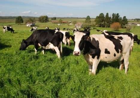 Ações da PF impulsionam venda de carnes especiais e orgânicas